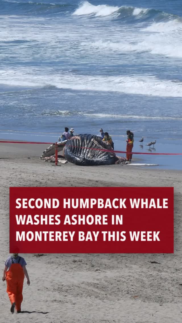 Raw Footage: Humpback Whale at Sunset State Beach